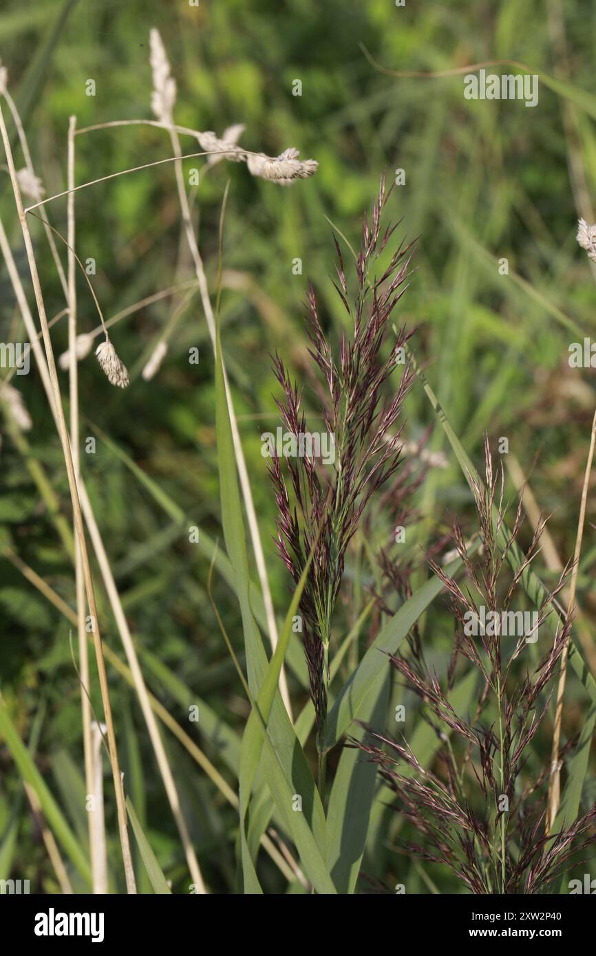 European reed (Phragmites australis australis) Plantae Stock Photo - Alamy
