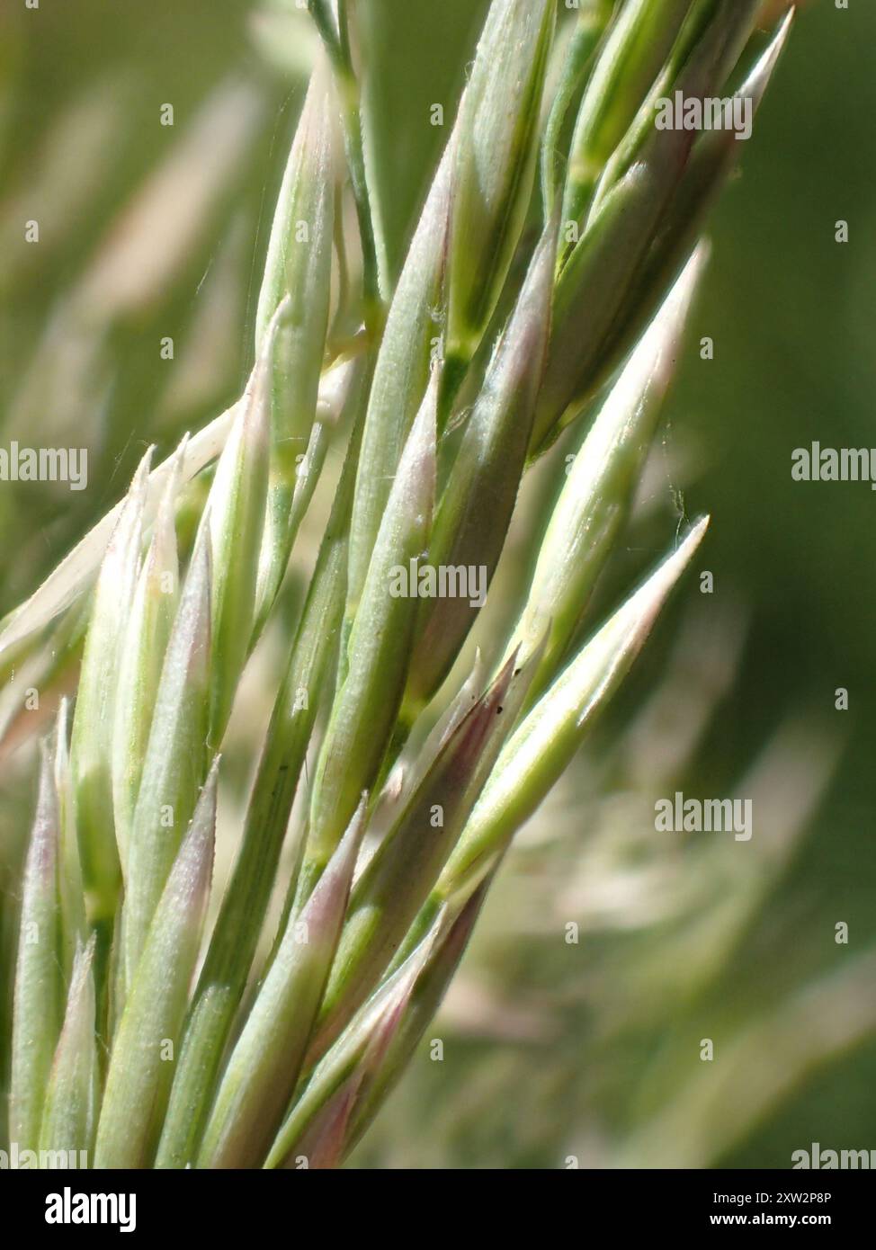 Fire Reed Grass fire reedgrass (Calamagrostis koelerioides) Plantae Stock Photo - Alamy