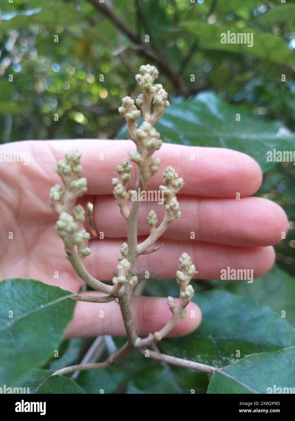 Rangiora (Brachyglottis repanda) Plantae Stock Photo - Alamy