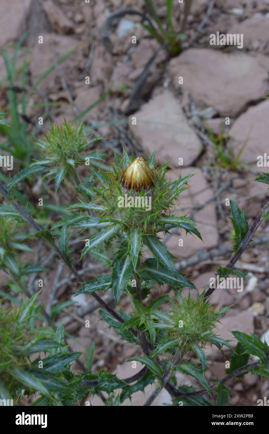 Carline Thistle (Carlina vulgaris) Plantae Stock Photo - Alamy
