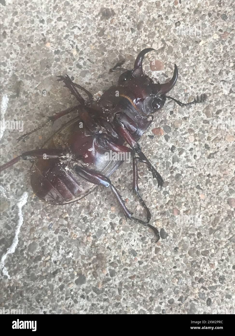 Reddish-brown Stag Beetle (Lucanus capreolus) Insecta Stock Photo