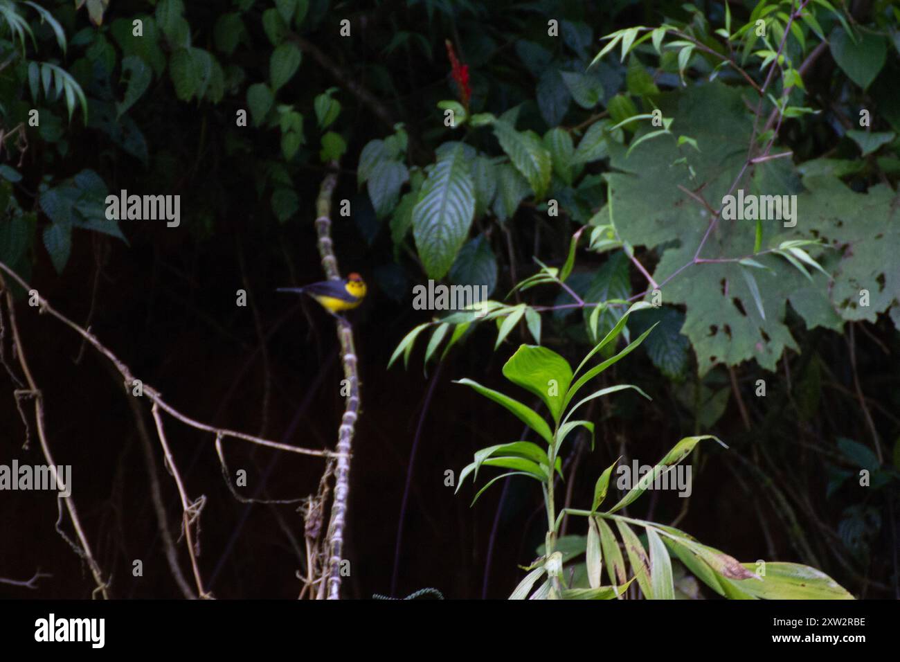 Collared redstart hi-res stock photography and images - Alamy