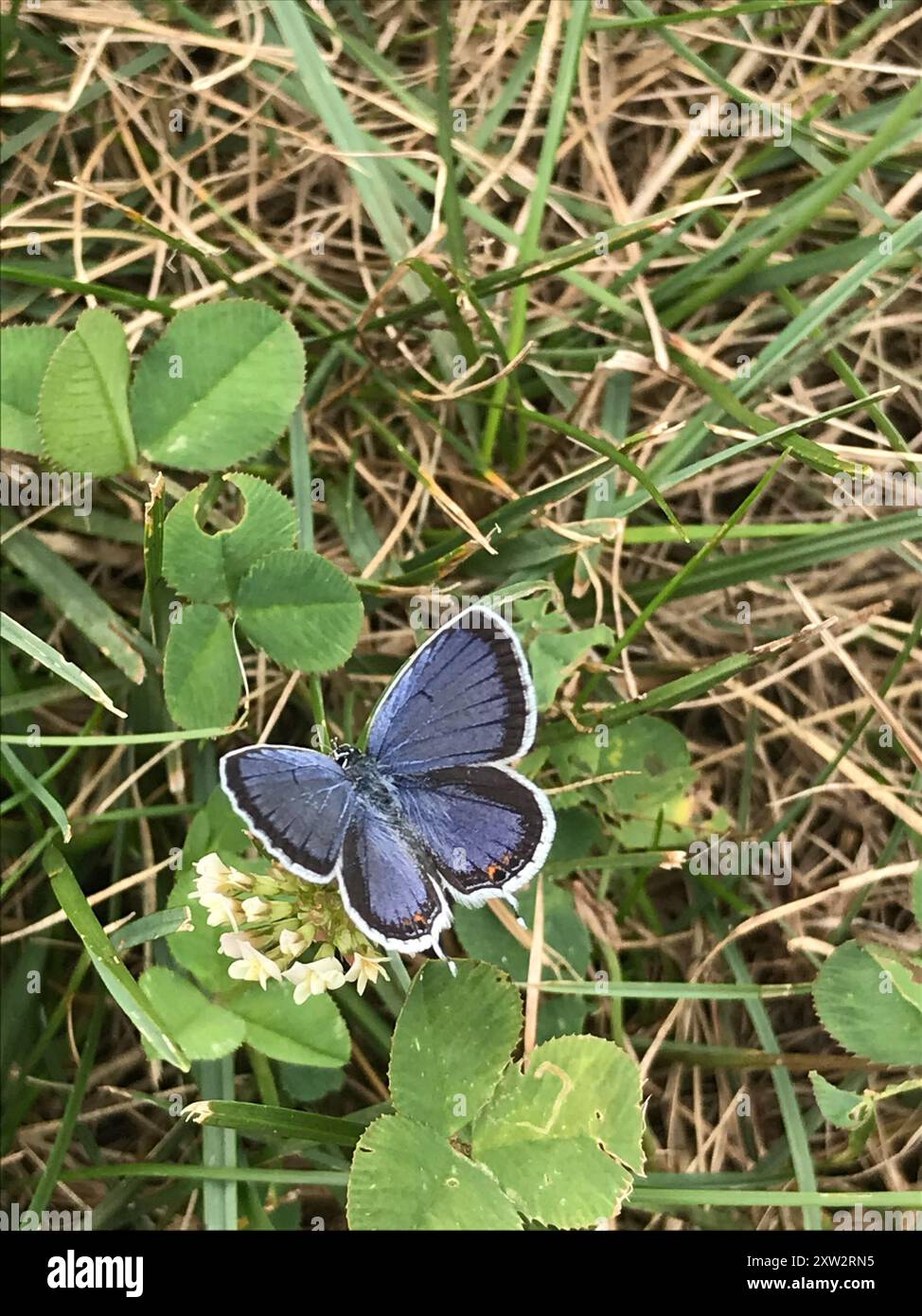Eastern Tailed-Blue (Cupido comyntas) Insecta Stock Photo - Alamy