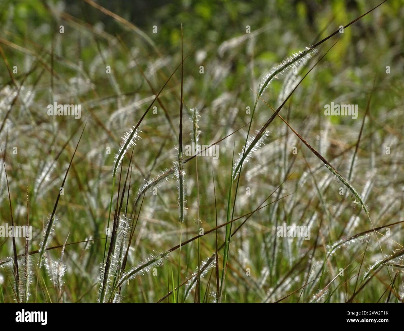 tanglehead (Heteropogon contortus) Plantae Stock Photo - Alamy