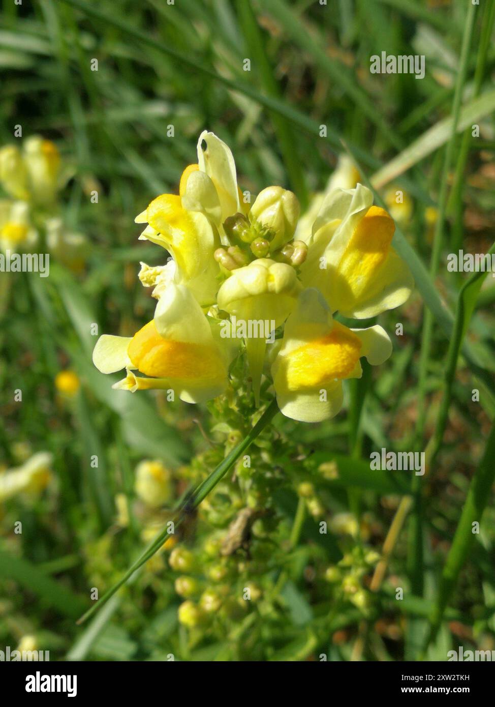 Toad Fls common toadflax (Linaria vulgaris) Plantae Stock Photo - Alamy