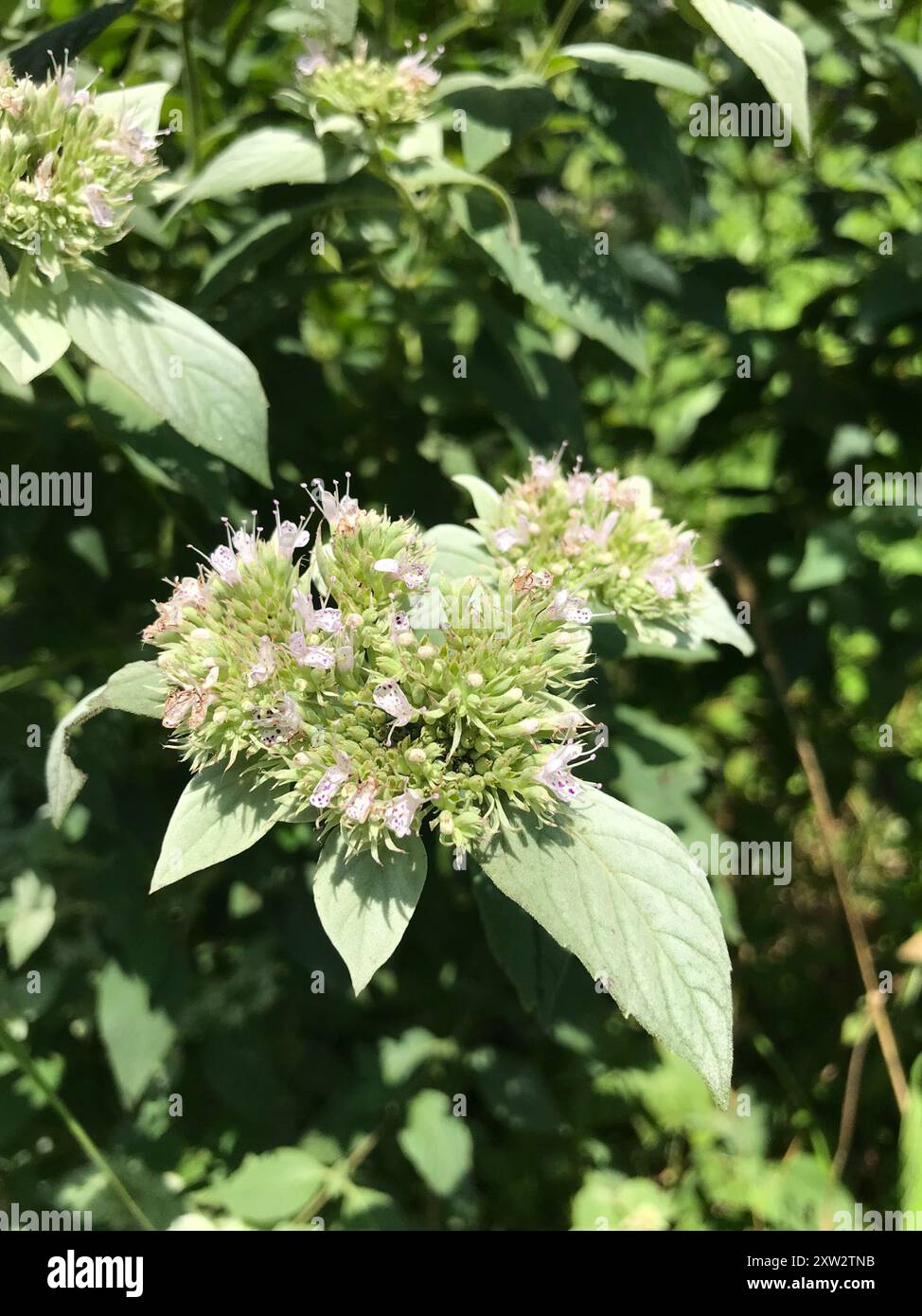 mountain mints (Pycnanthemum) Plantae Stock Photo