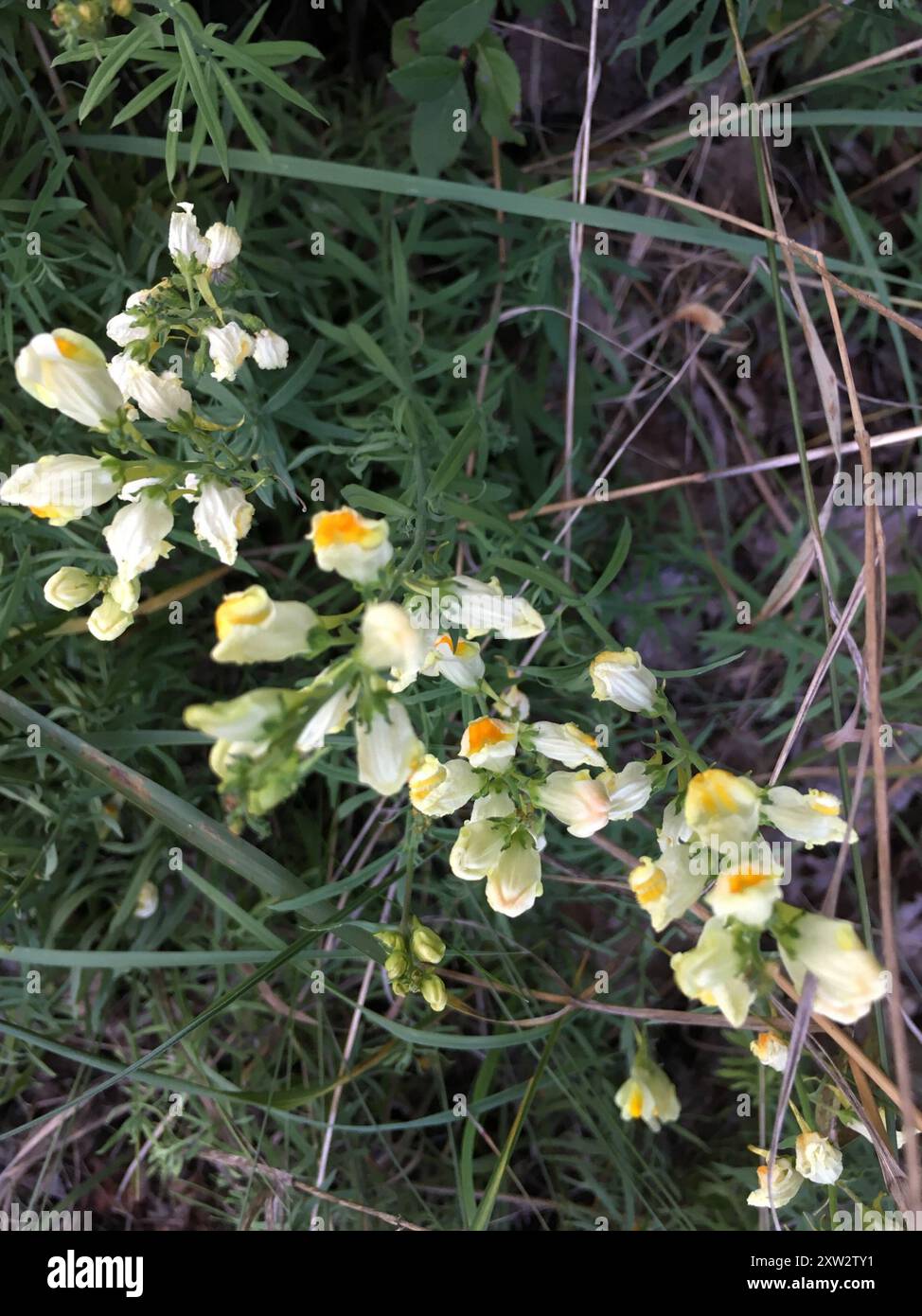 Toad Fls common toadflax (Linaria vulgaris) Plantae Stock Photo - Alamy