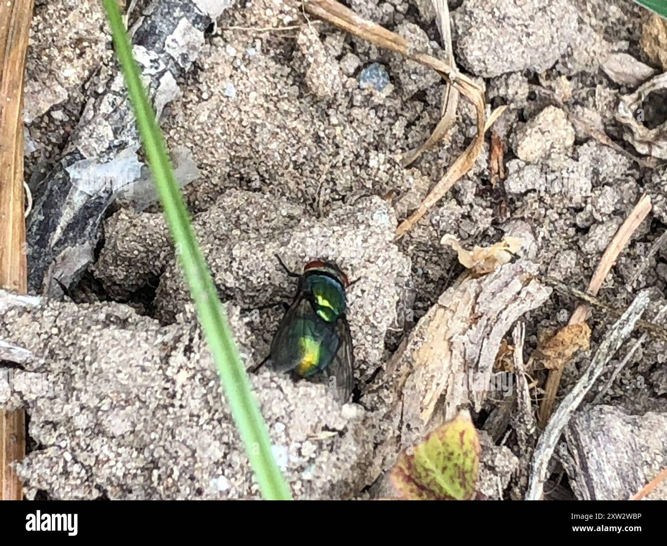 Common European Greenbottle Fly (Lucilia sericata) Insecta Stock Photo ...