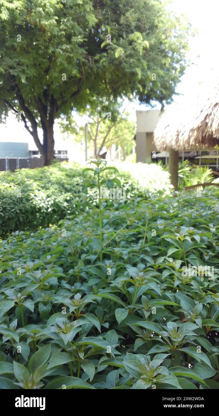 Monk Skipper (Choranthus capucinus) Insecta Stock Photo - Alamy