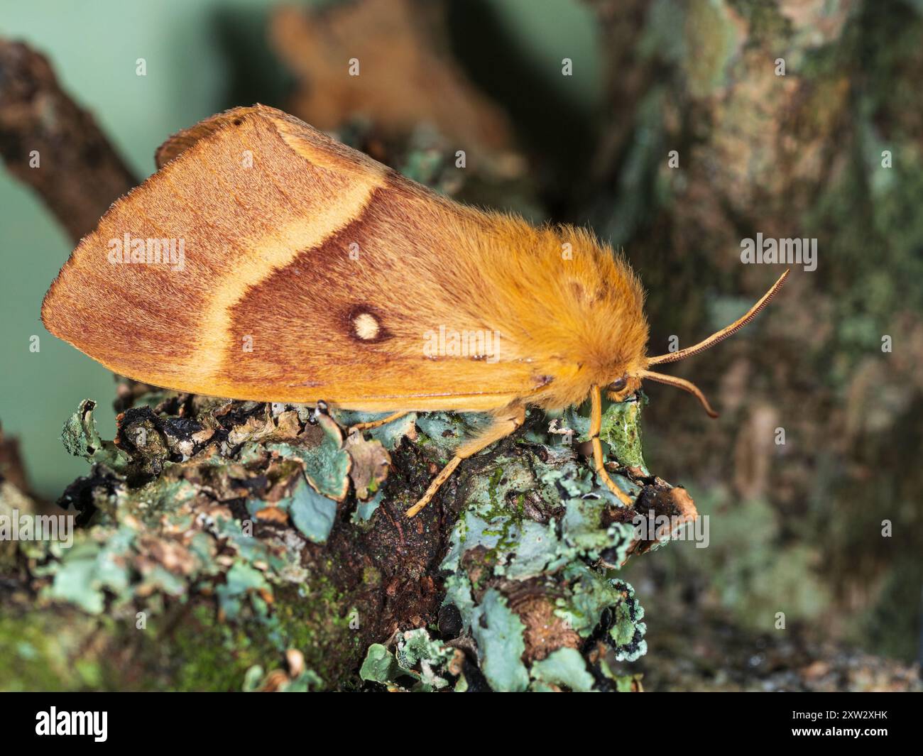 moth-lasiocampa-quercus-hi-res-stock-photography-and-images-alamy