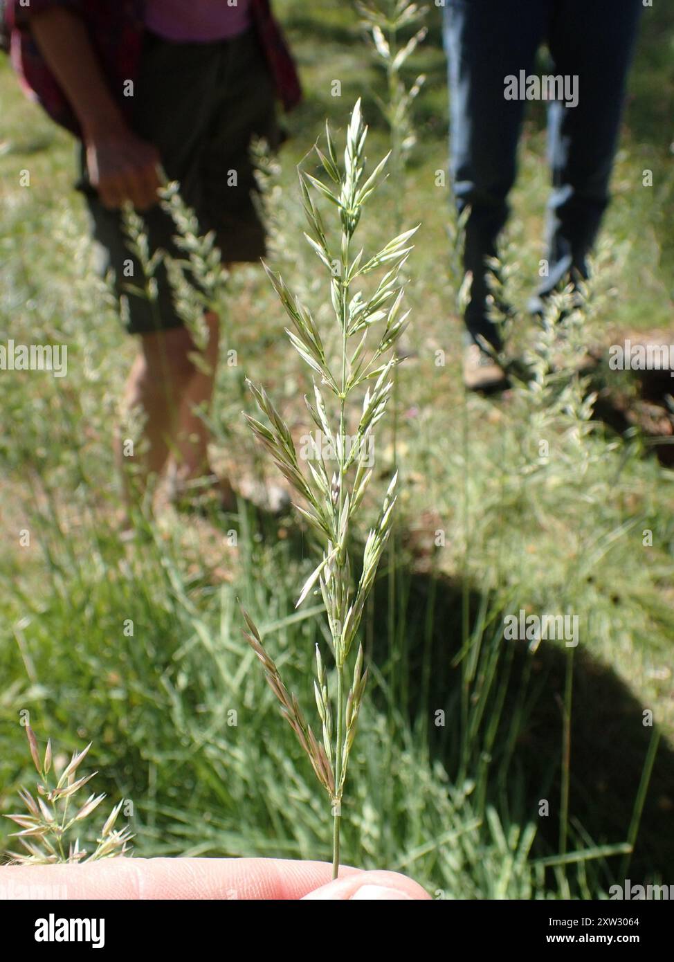 Fire Reed Grass fire reedgrass (Calamagrostis koelerioides) Plantae Stock Photo - Alamy