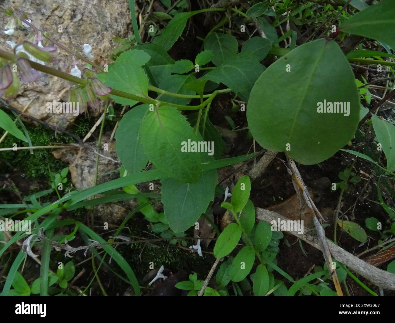 Thyme Java Tea (Orthosiphon thymiflorus) Plantae Stock Photo - Alamy