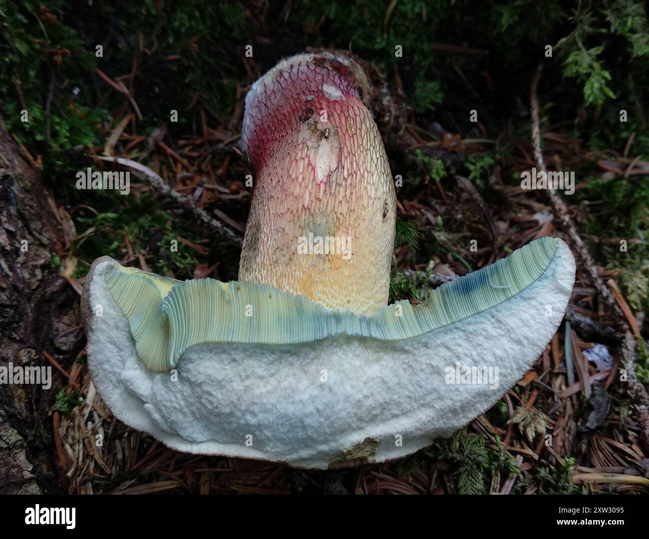 Bitter Beech Bolete (Caloboletus calopus) Fungi Stock Photo - Alamy