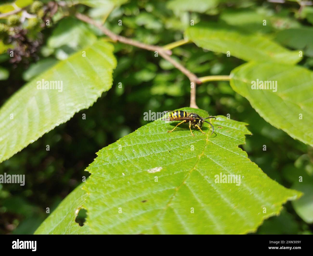 Aeburia Insect Common Aerial Yellowjacket (Dolichovespula arenaria) Insecta Stock ...