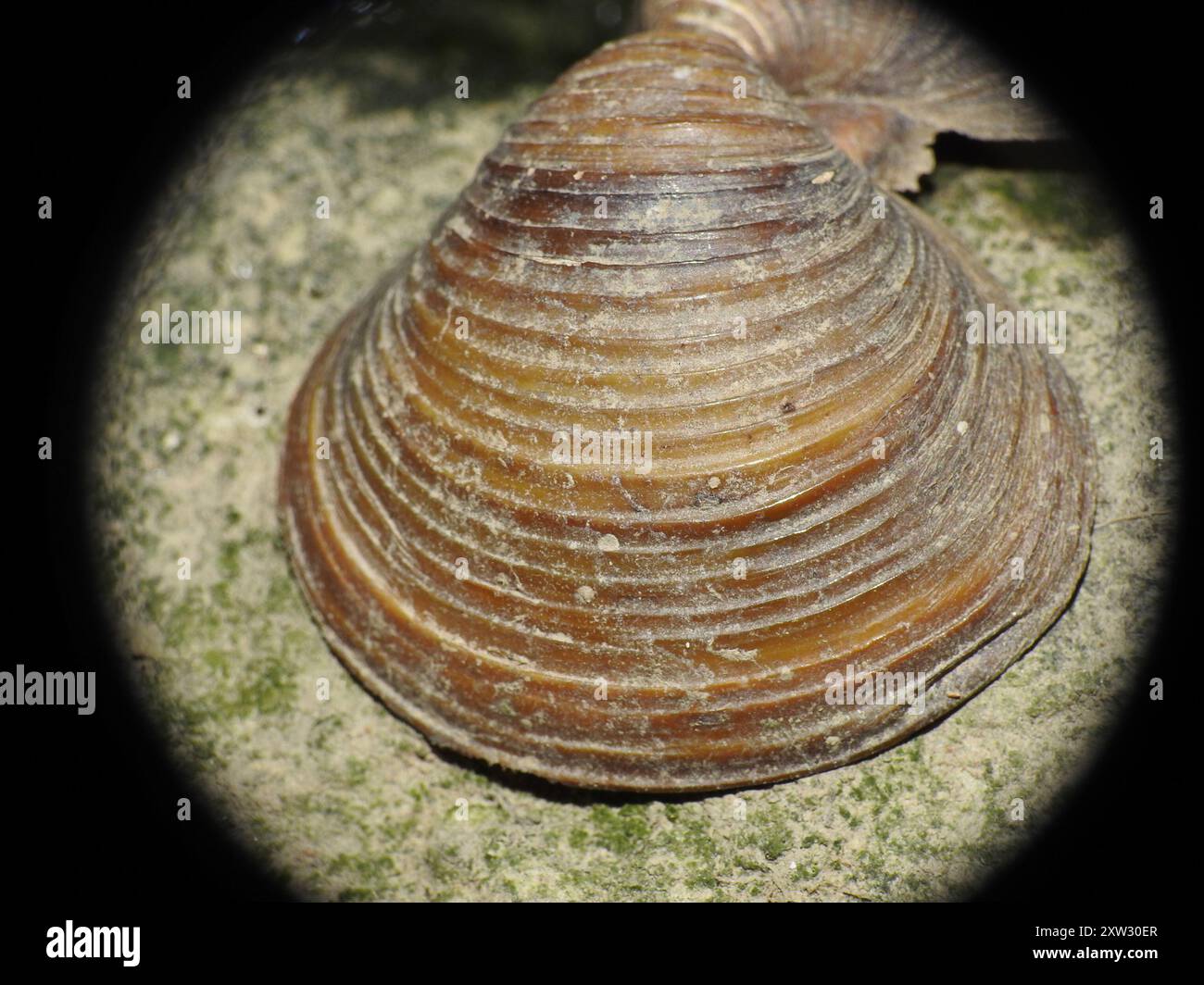 Asian Clam (Corbicula fluminea) Mollusca Stock Photo - Alamy