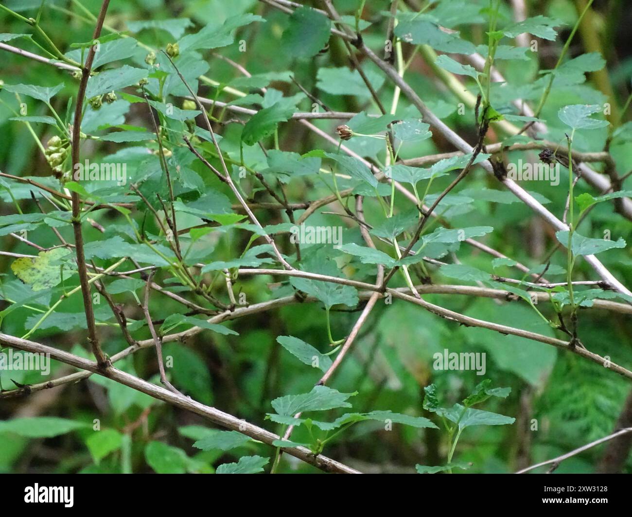common ninebark (Physocarpus opulifolius) Plantae Stock Photo - Alamy