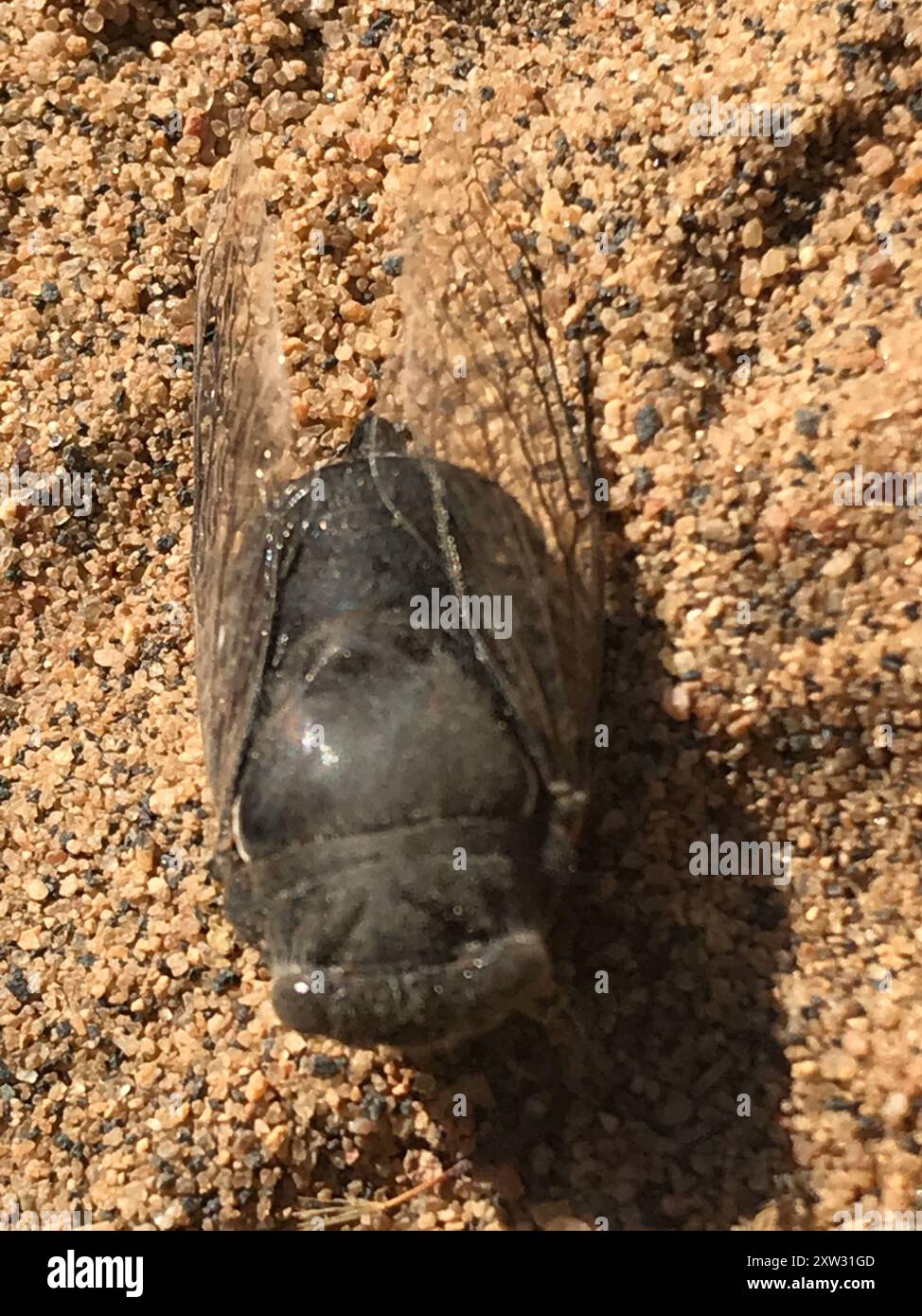 Cactus Dodger Cicadas (Cacama) Insecta Stock Photo - Alamy