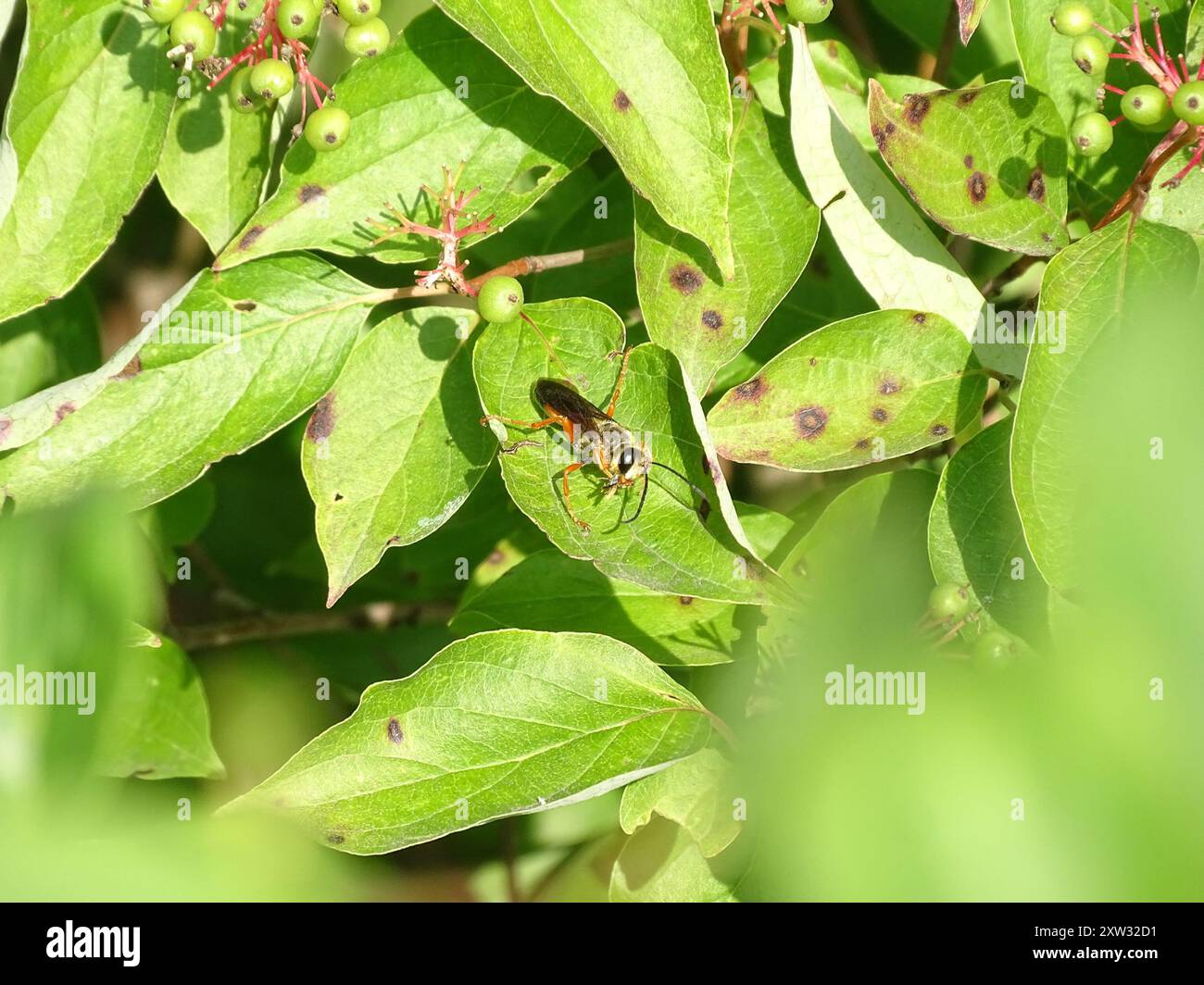 Great Golden Digger Wasp (Sphex ichneumoneus) Insecta Stock Photo - Alamy
