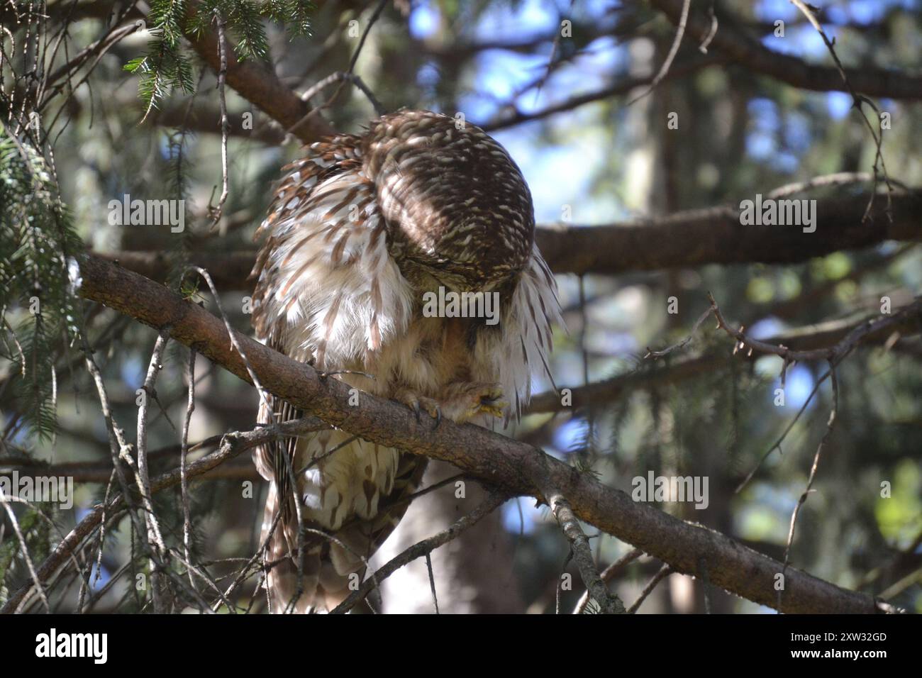 Strix Vari Barred Owl (Strix varia) Aves Stock Photo - Alamy