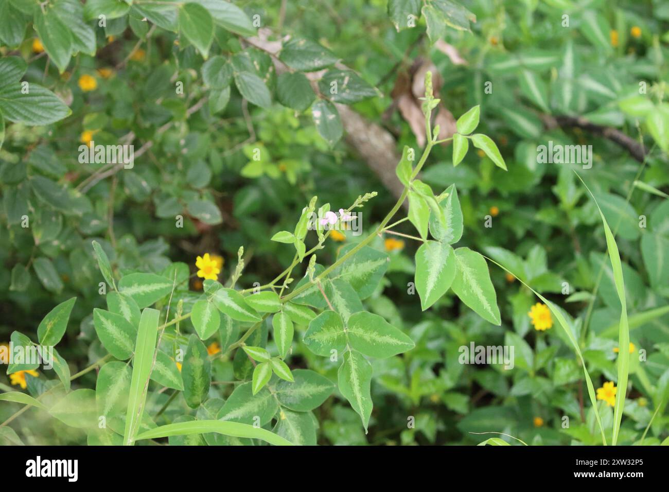 Silverleaf Desmodium (Desmodium uncinatum) Plantae Stock Photo - Alamy