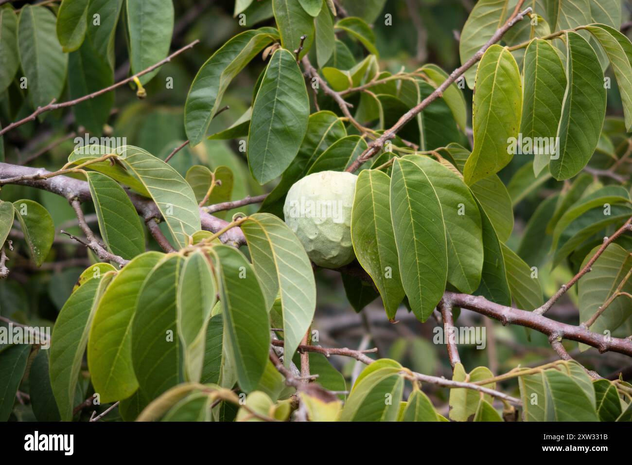 How to grow an apple tree from seed hi-res stock photography and images ...