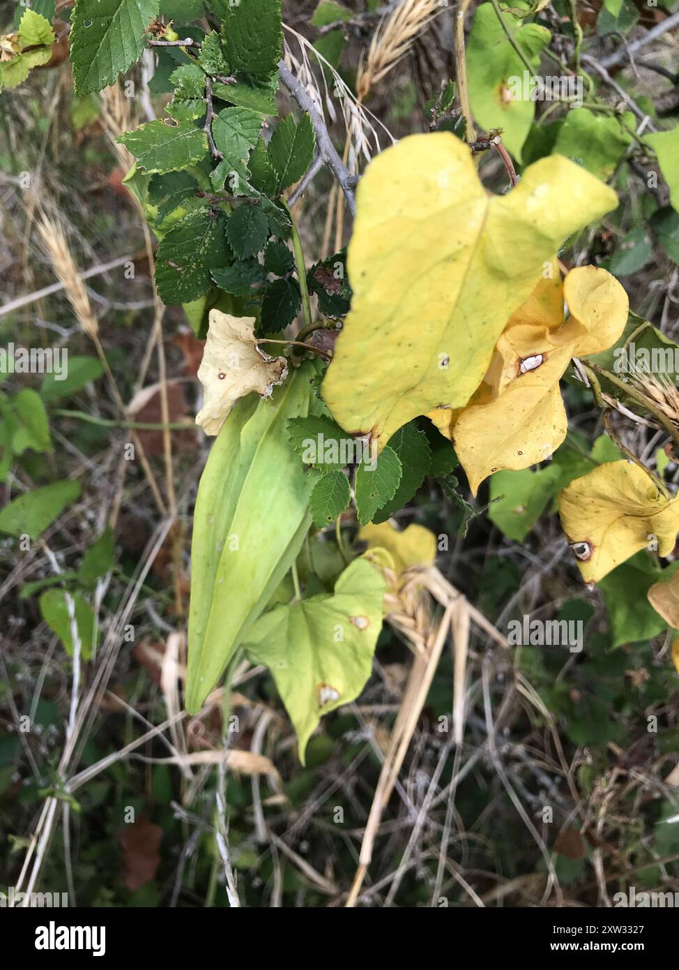 Anglepod (Gonolobus suberosus) Plantae Stock Photo - Alamy