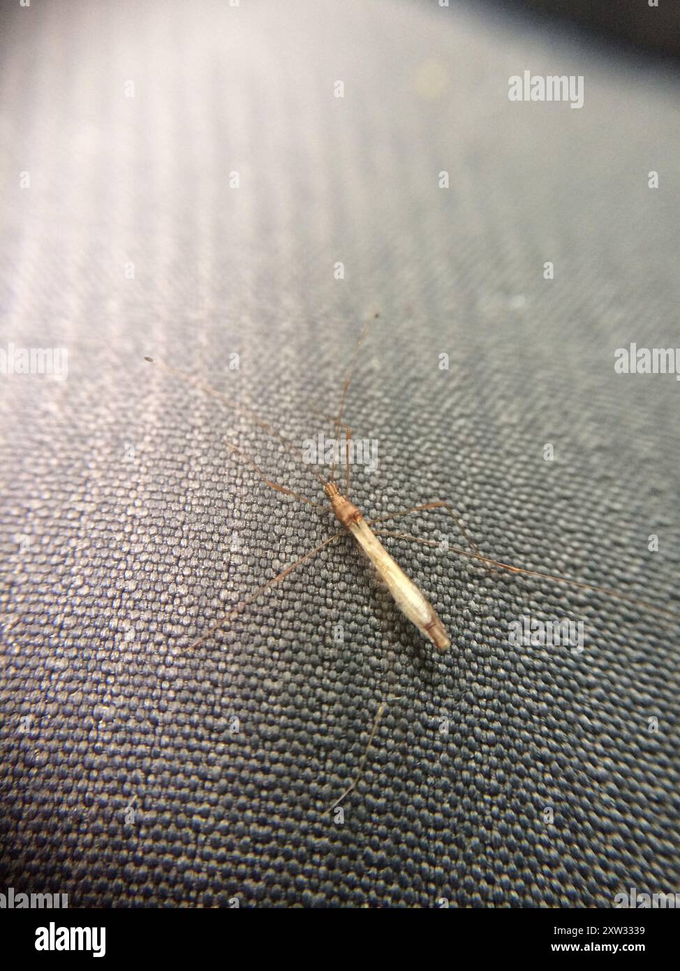 Stilt bugs hi-res stock photography and images - Alamy