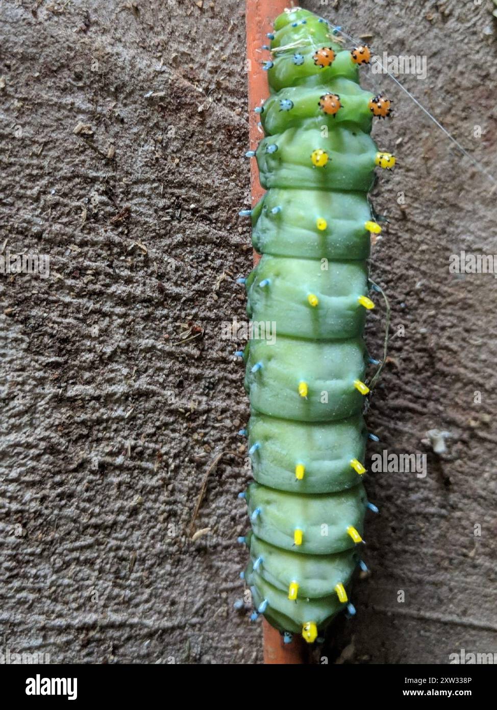 Cecropia Moth (Hyalophora cecropia) Insecta Stock Photo - Alamy