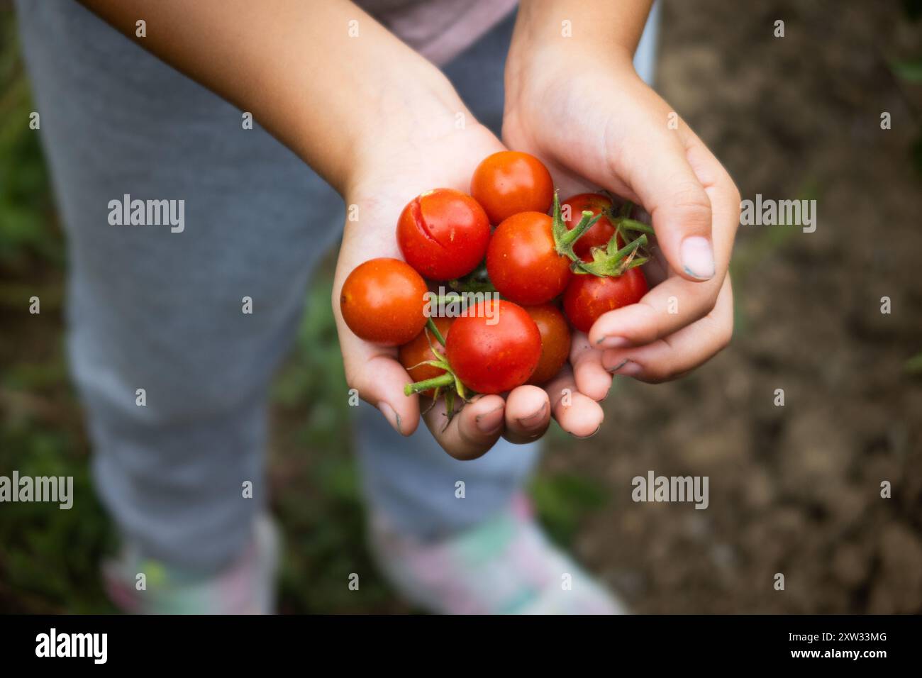 A young girl is holding a bunch of ripe tomatoes in her hands Stock ...
