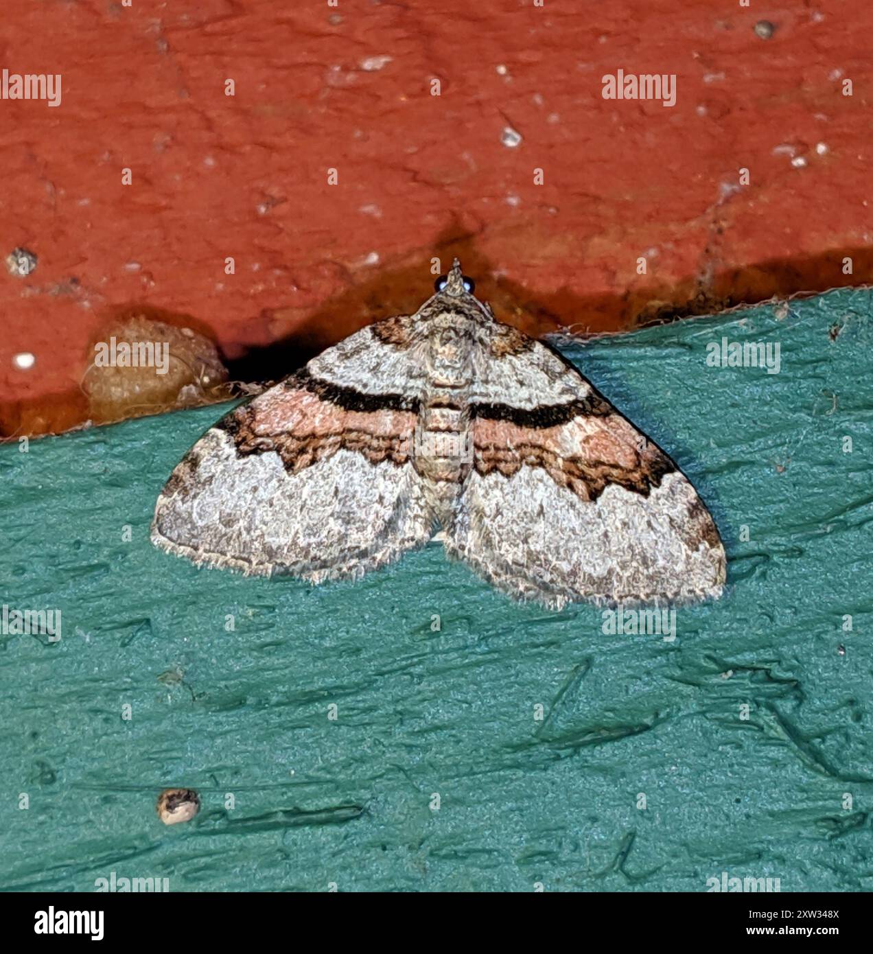Labrador Native Insects Labrador Carpet (Xanthorhoe labradorensis) Insecta Stock Photo - Alamy