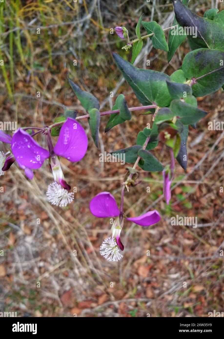 Heartleaf Falsepea (Polygala fruticosa) Plantae Stock Photo - Alamy