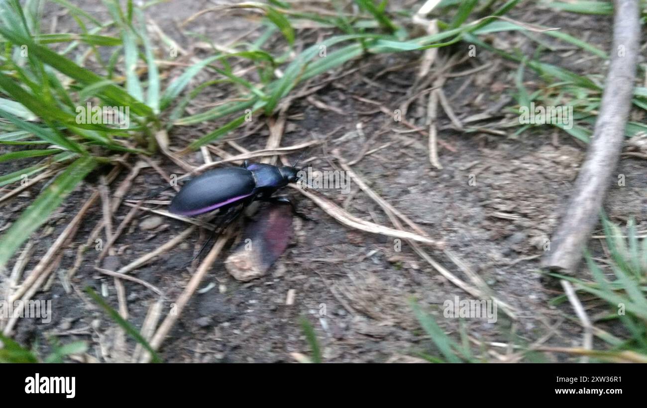 Violet ground beetle (Carabus violaceus) Insecta Stock Photo - Alamy