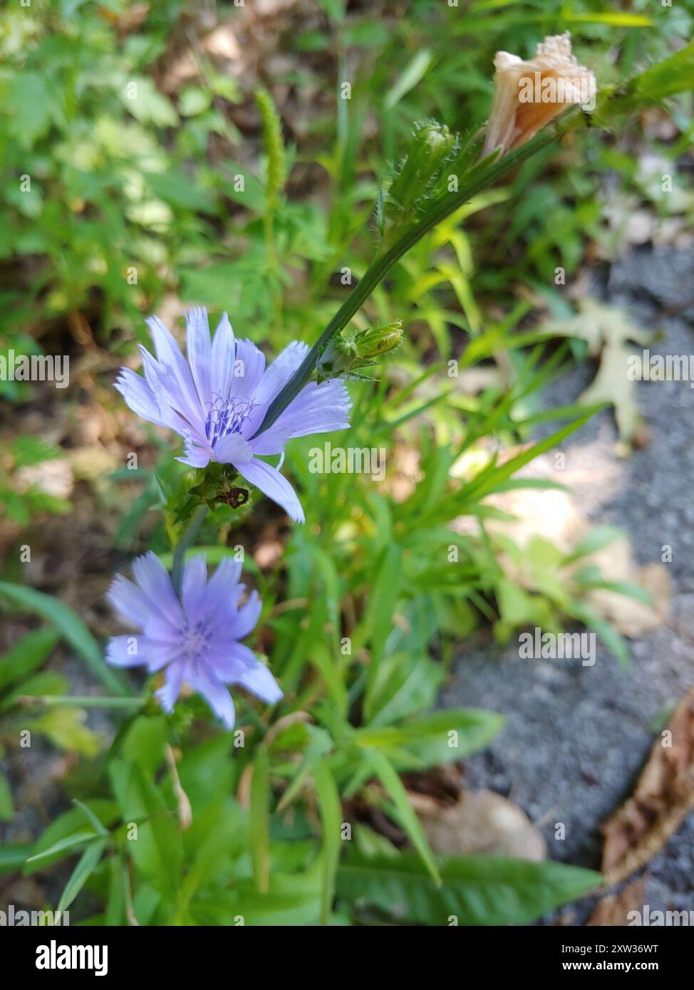 chicory (Cichorium intybus) Plantae Stock Photo - Alamy