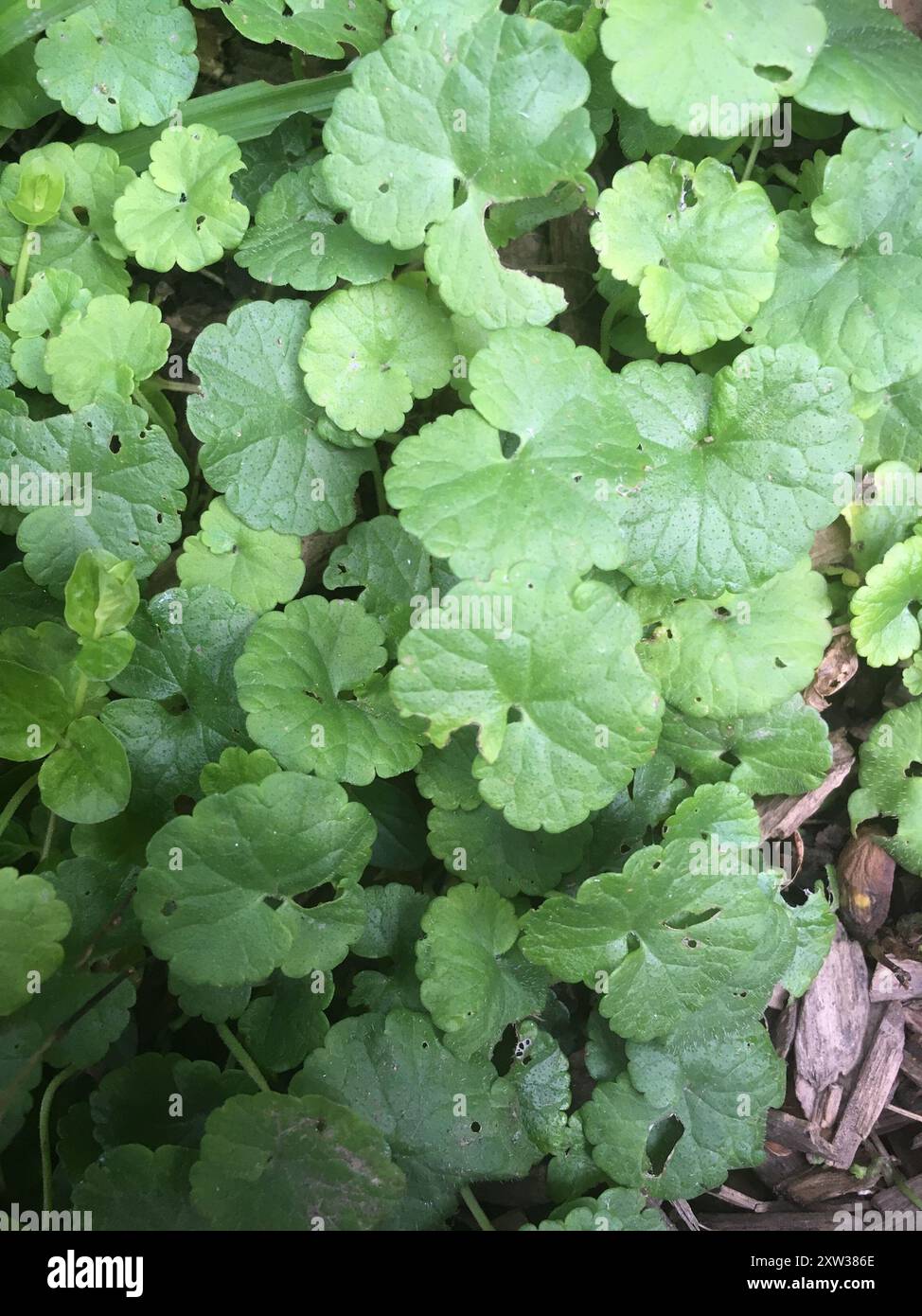 ground-ivy (Glechoma hederacea) Plantae Stock Photo - Alamy