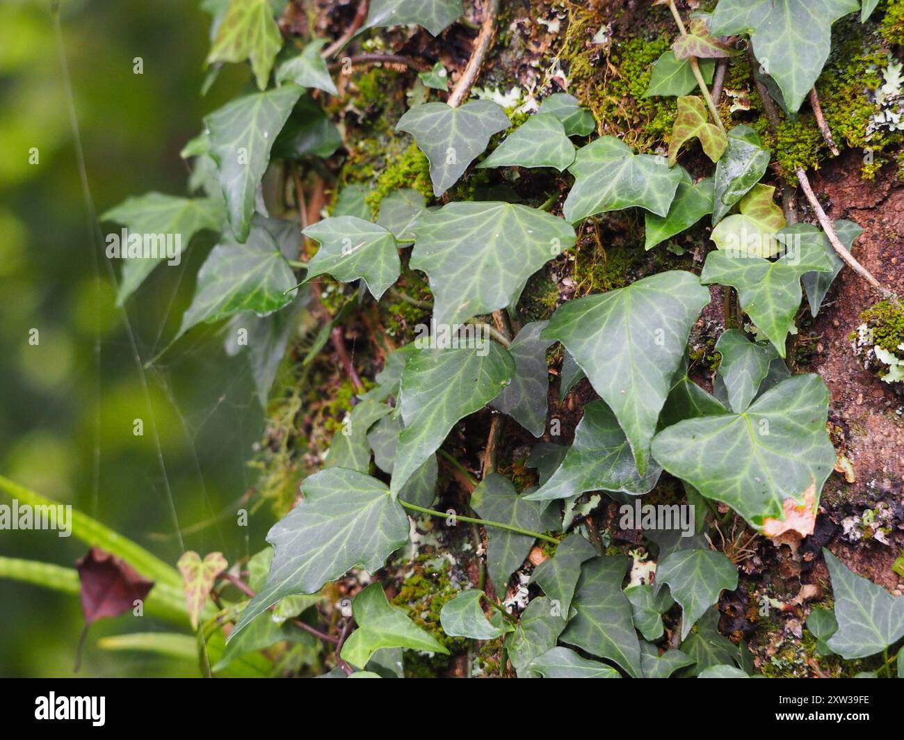 Japanese Ivy (Hedera rhombea) Plantae Stock Photo - Alamy