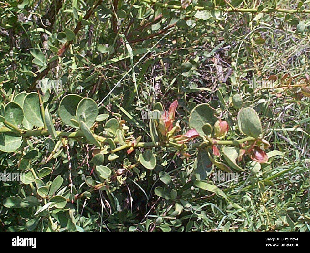 dicots (Magnoliopsida) Plantae Stock Photo - Alamy