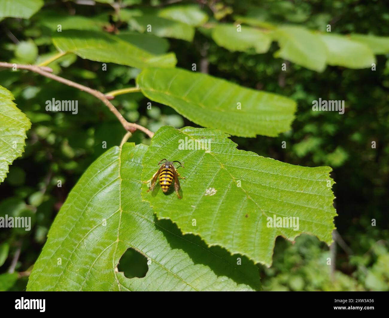 Aeburia Insect Common Aerial Yellowjacket (Dolichovespula arenaria) Insecta Stock ...
