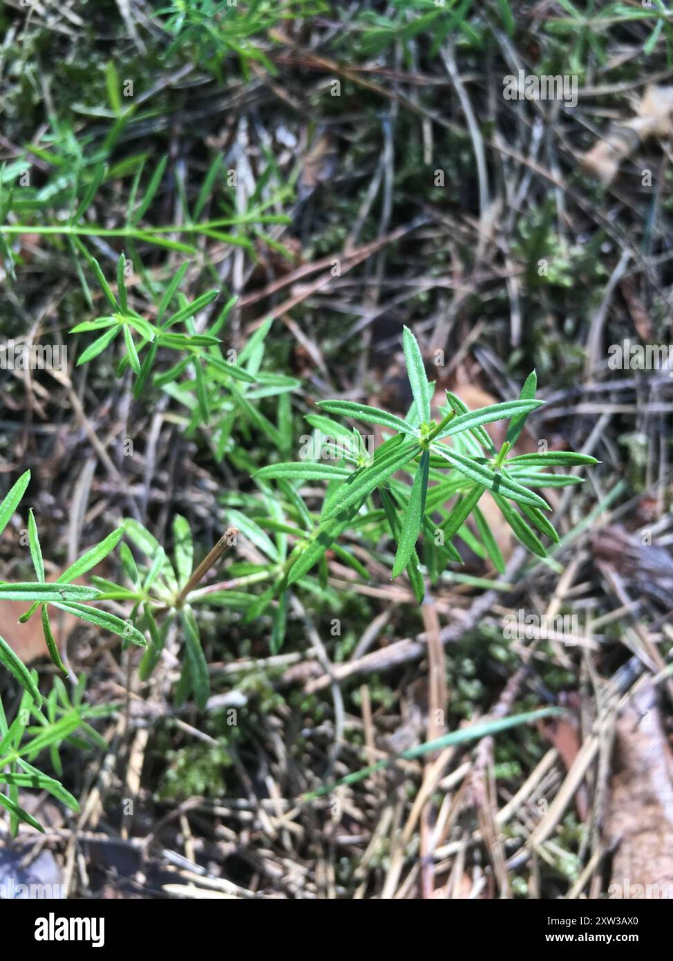 catchweed bedstraw (Galium aparine) Plantae Stock Photo - Alamy