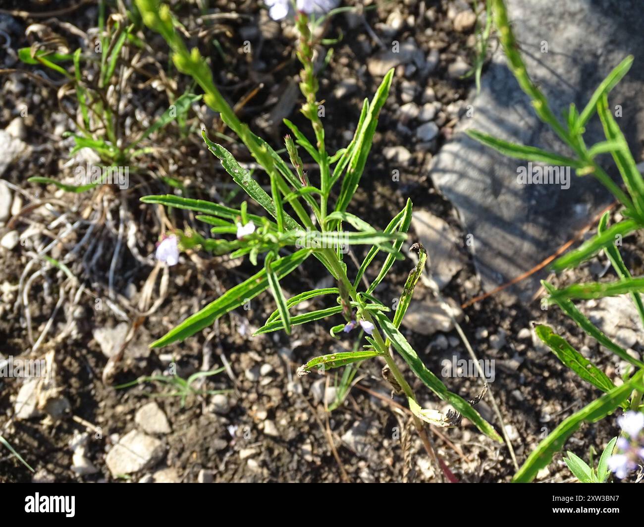 Verbena Simplex Verbena simplex hi-res stock photography and images - Alamy