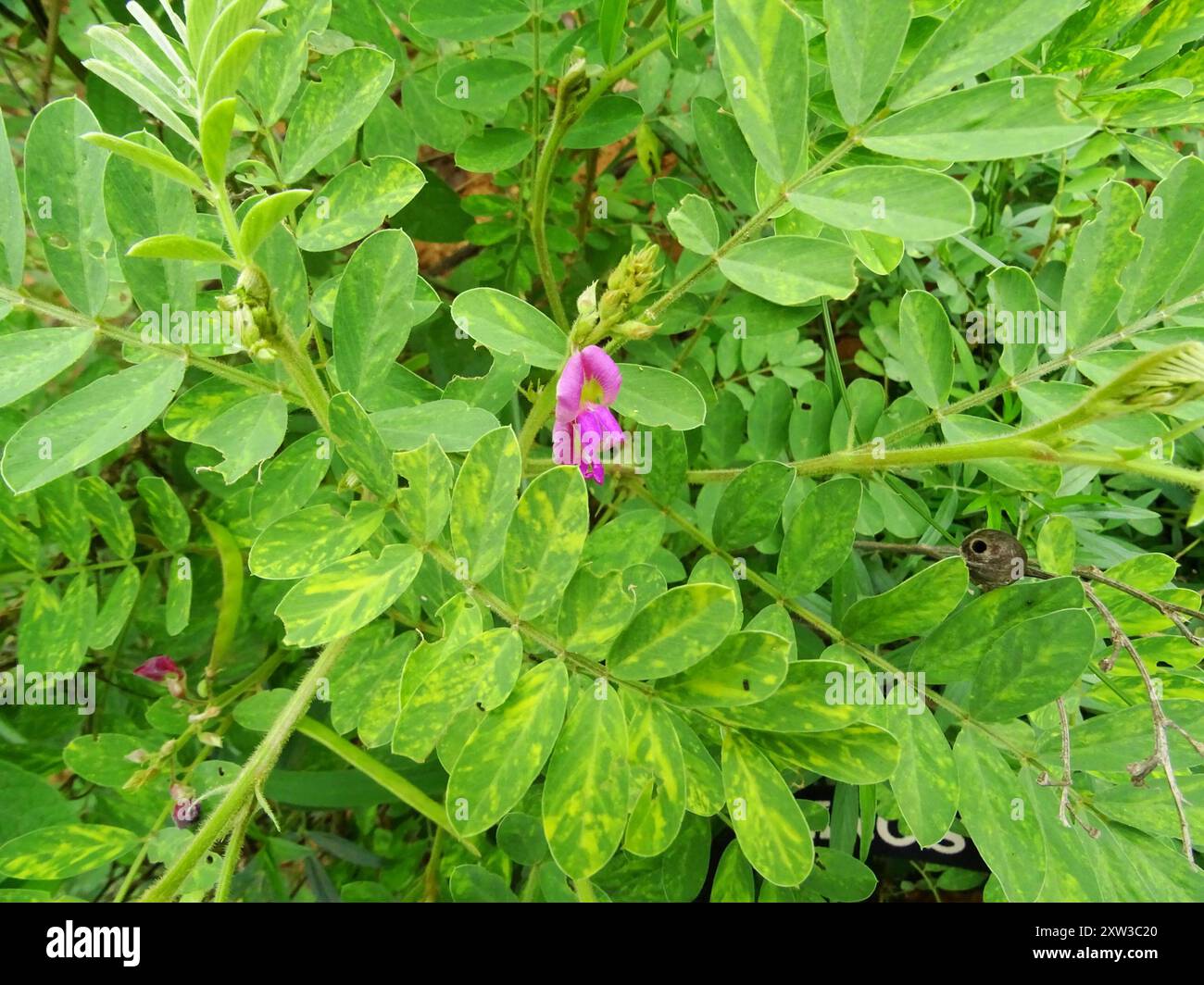 Tephrosia purpurea hi-res stock photography and images - Alamy