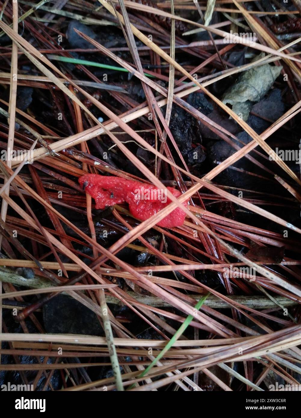 devil's dipstick (Mutinus elegans) Fungi Stock Photo - Alamy