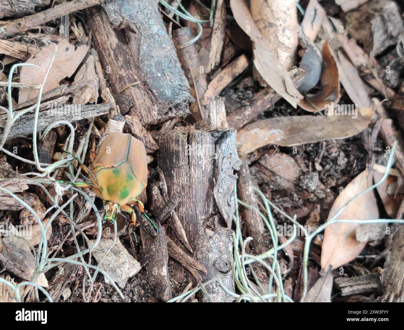 Common green june beetle cotinis nitida insecta stock photo alamy