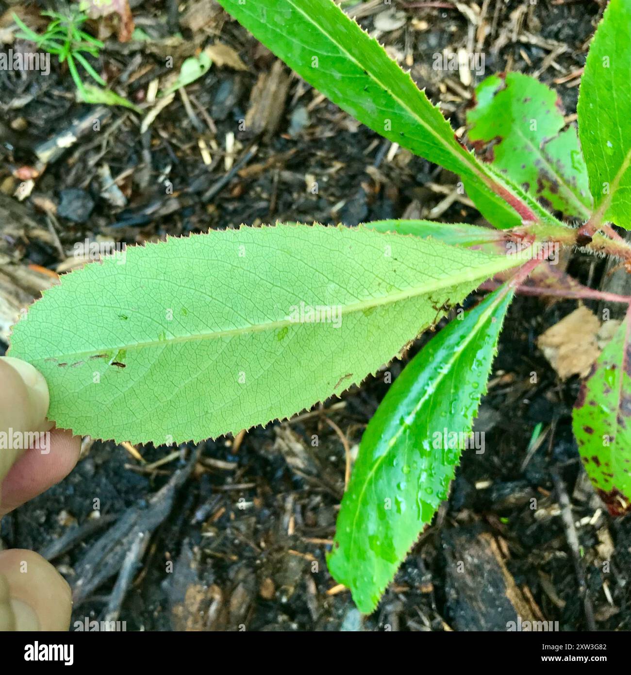 Pacific madrone (Arbutus menziesii) Plantae Stock Photo Alamy