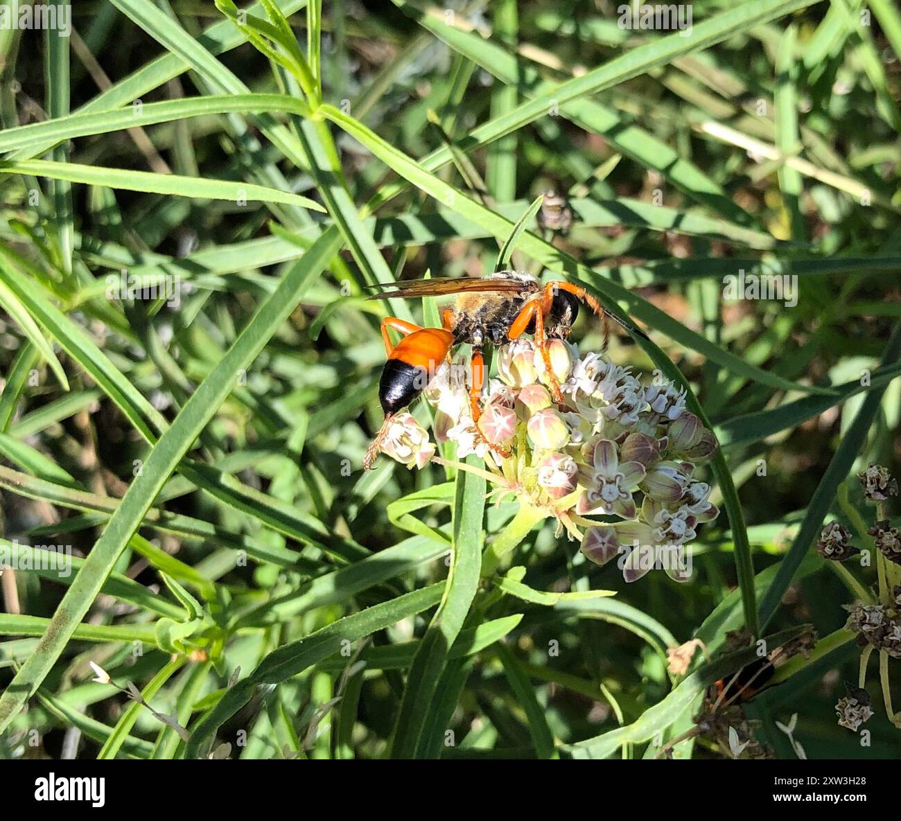 Great Golden Digger Wasp (Sphex ichneumoneus) Insecta Stock Photo - Alamy