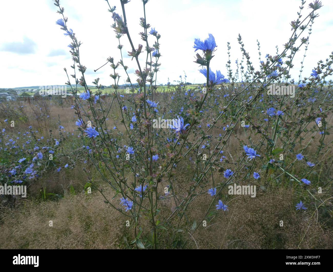 chicory (Cichorium intybus) Plantae Stock Photo - Alamy