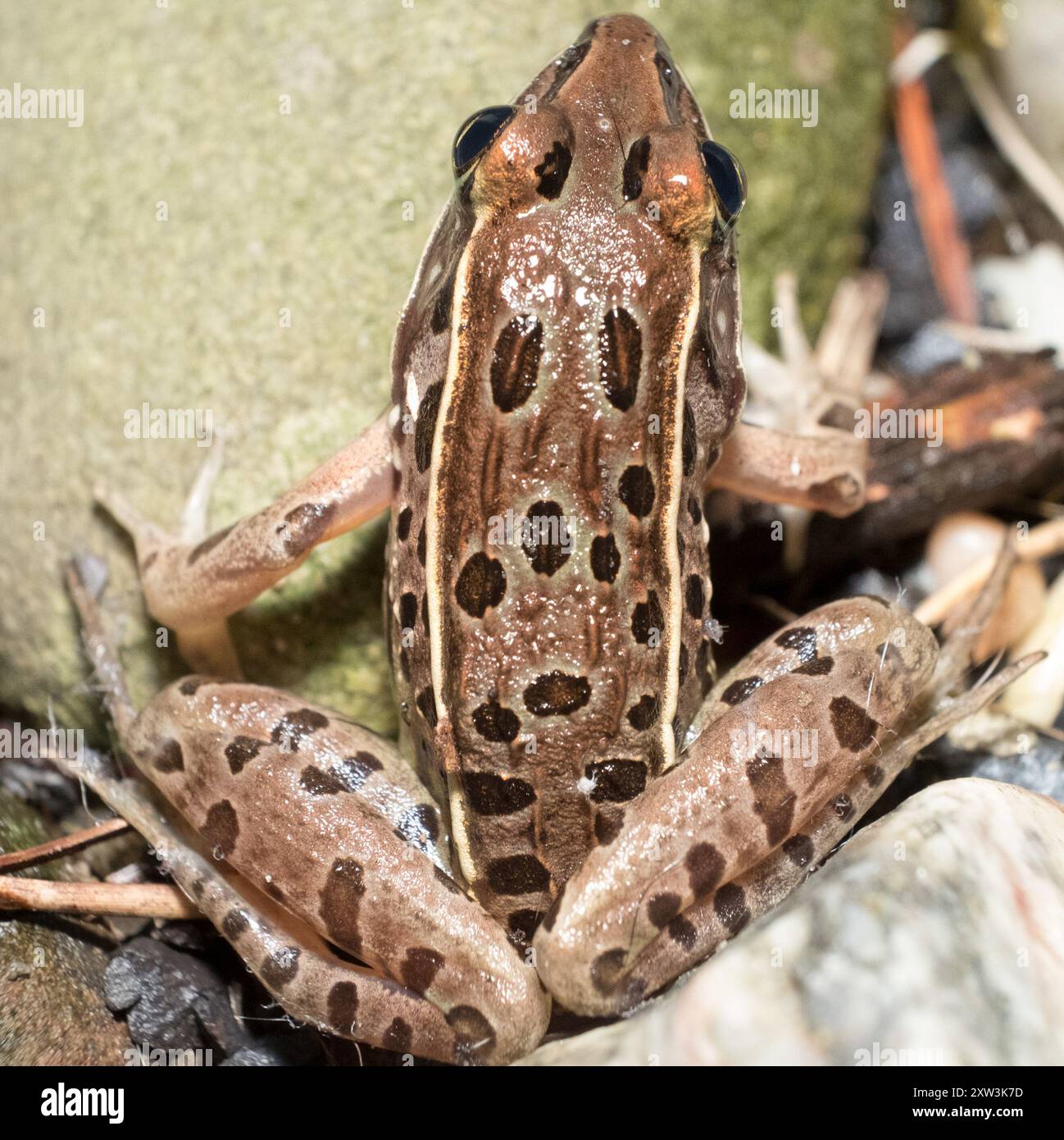 Southern Leopard Frog (Lithobates sphenocephalus) Amphibia Stock Photo ...