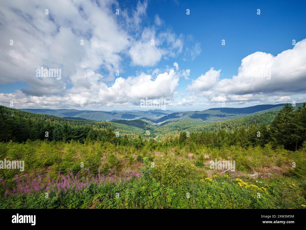 A lush green field stretches under a clear blue sky with clouds Stock ...