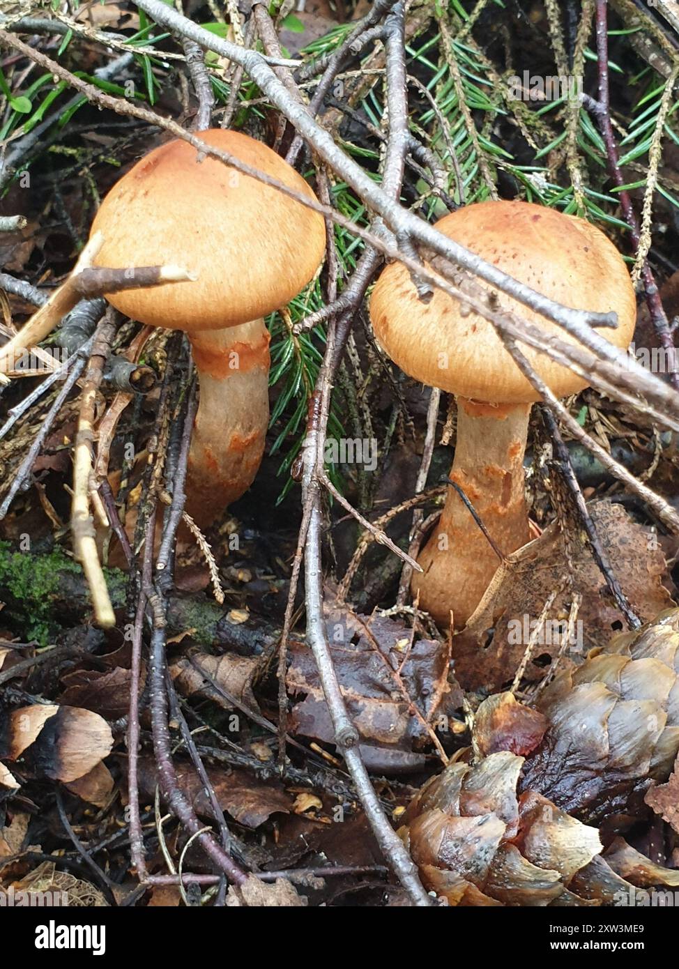 Red Banded Webcap Red banded webcap hi-res stock photography and images - Alamy