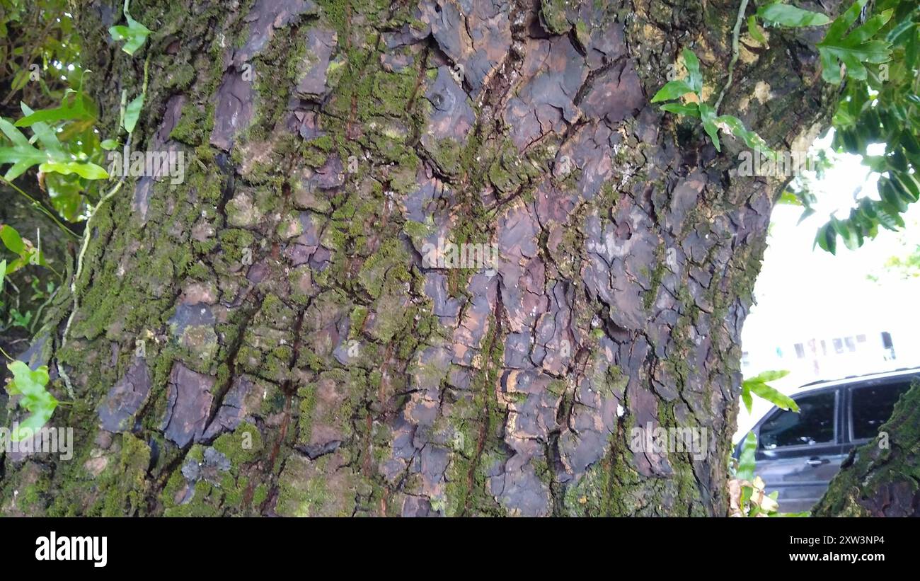 Alexandrian Laurel (Calophyllum inophyllum) Plantae Stock Photo - Alamy