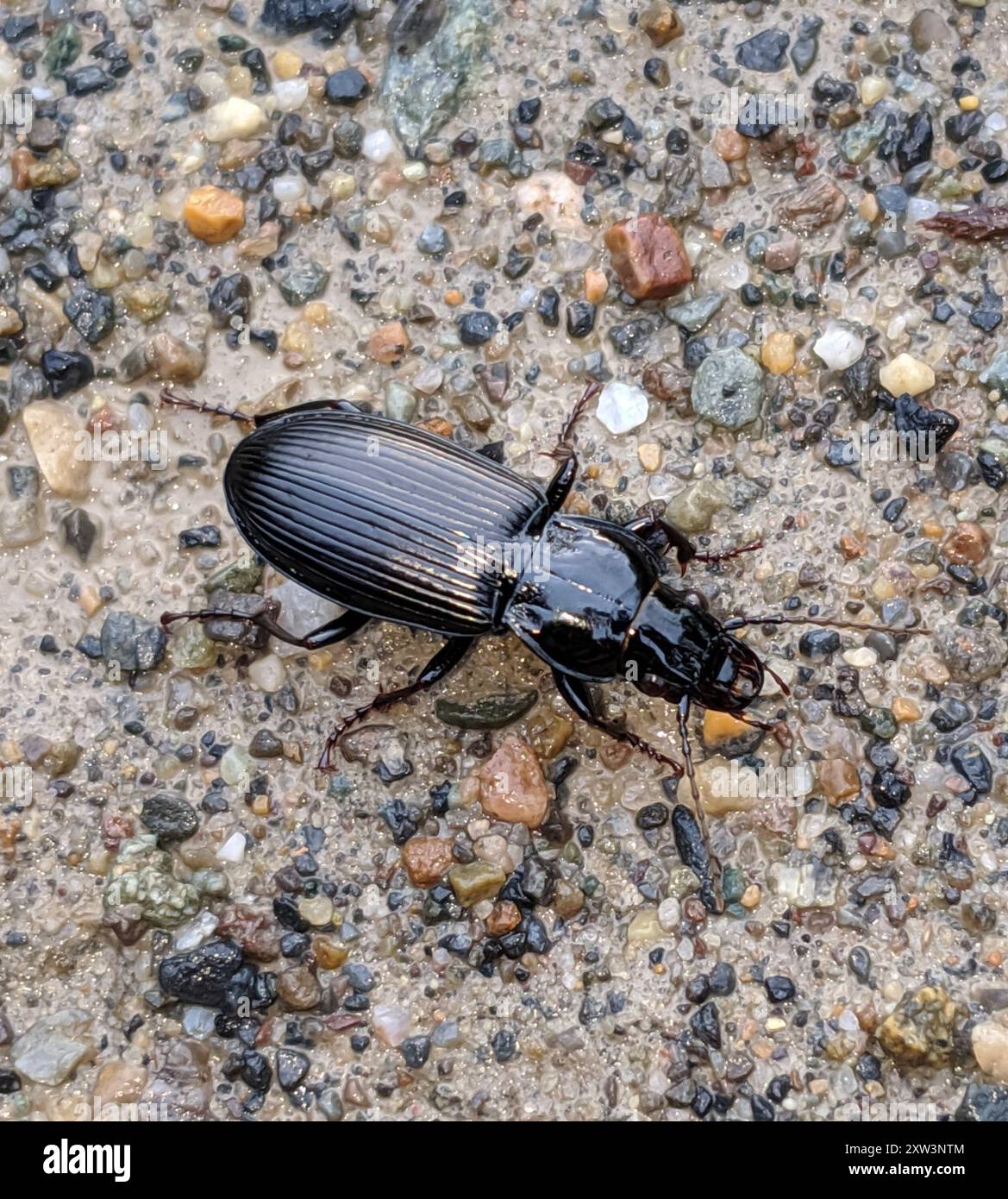 Rain Beetle (Pterostichus melanarius) Insecta Stock Photo - Alamy